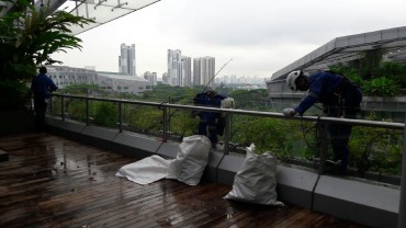 Removal of Unwanted Plants Growing on Building Crevices